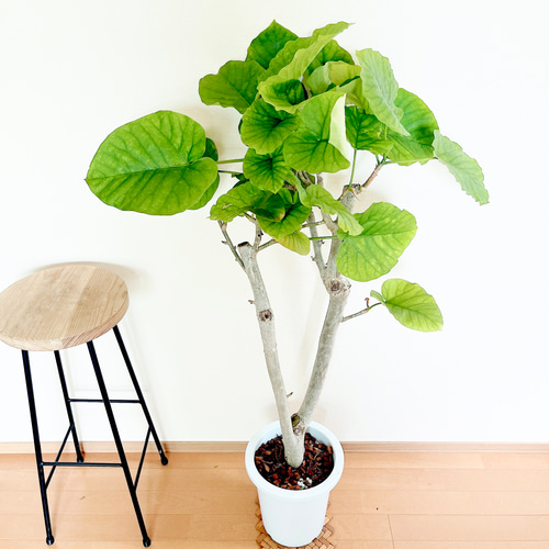 暑さに強い》フィカス ウンベラータ Y字型 幹太 観葉植物 大型 室内