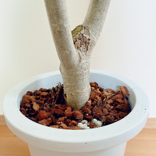 暑さに強い》フィカス ウンベラータ Y字型 幹太 観葉植物 大型 室内