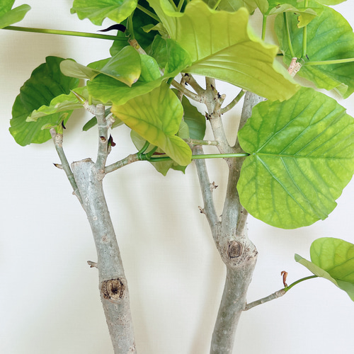 暑さに強い》フィカス ウンベラータ Y字型 幹太 観葉植物 大型 室内