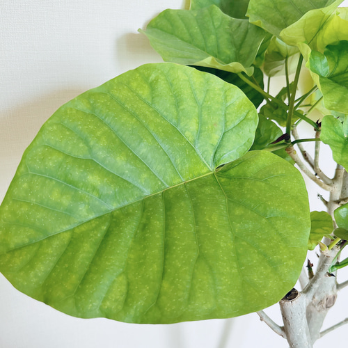 【11/15まで特価】凛々しい フィカス ウンベラータ 幹太 観葉植物 大型 暑さに強い》フィカス ウンベラータ Y字型 幹太 観葉植物 大型 室内