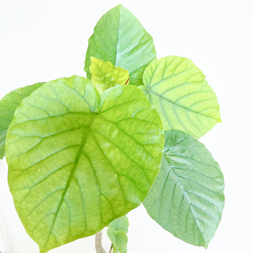 沖縄産】フィカス ウンベラータ 曲がり 幹太 観葉植物 calm cafe 多肉