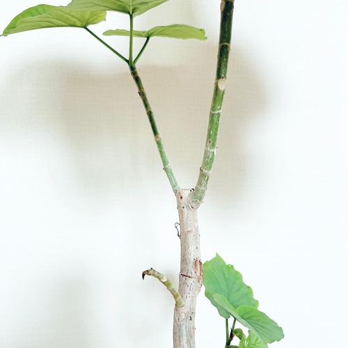 沖縄産】フィカス ウンベラータ 曲がり 幹太 観葉植物 calm cafe 多肉