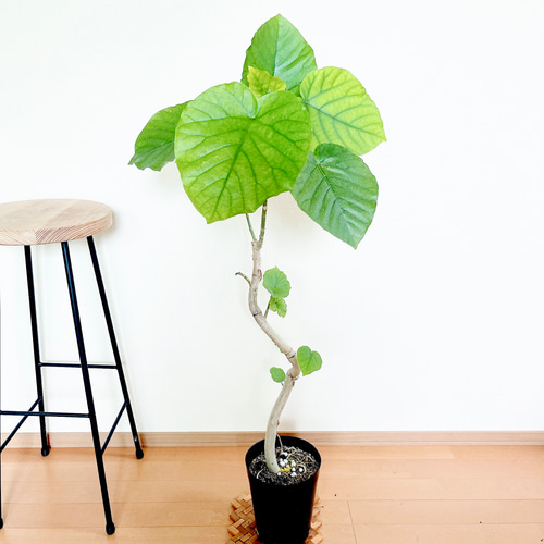 沖縄産】フィカス ウンベラータ 曲がり 幹太 観葉植物 calm cafe 多肉