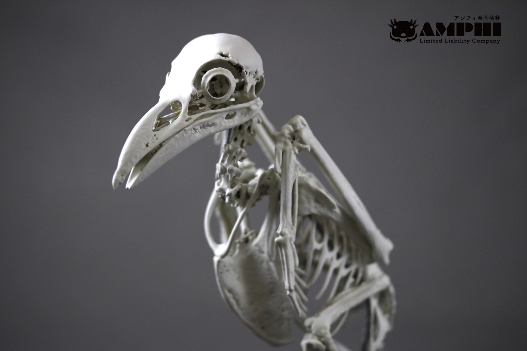 ムナジロガラス（Corvus albus）等倍全身骨格レプリカ