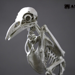 可動式】クマタカ 縮小全身骨格レプリカ Mountainhawk eagle （納期：3