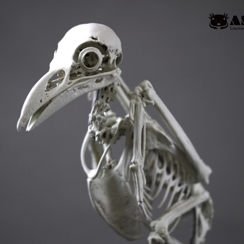 ムナジロガラス（Corvus albus）等倍全身骨格レプリカ その他置物