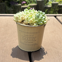 多肉植物 寄せ植え レッドベリーhyb( * ֦ơωơ֦) 多肉植物 くるくま