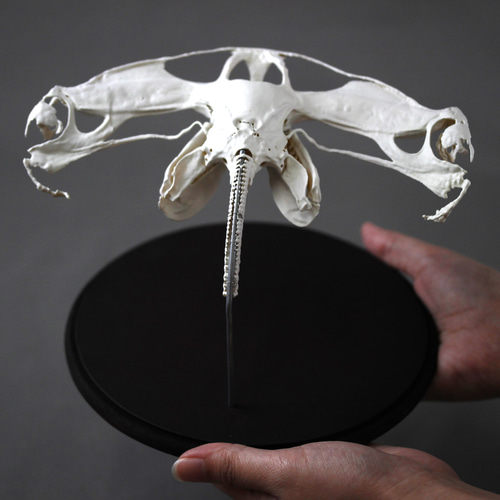 アカシュモクザメ（Sphyrna lewini）等倍頭骨レプリカ その他置物