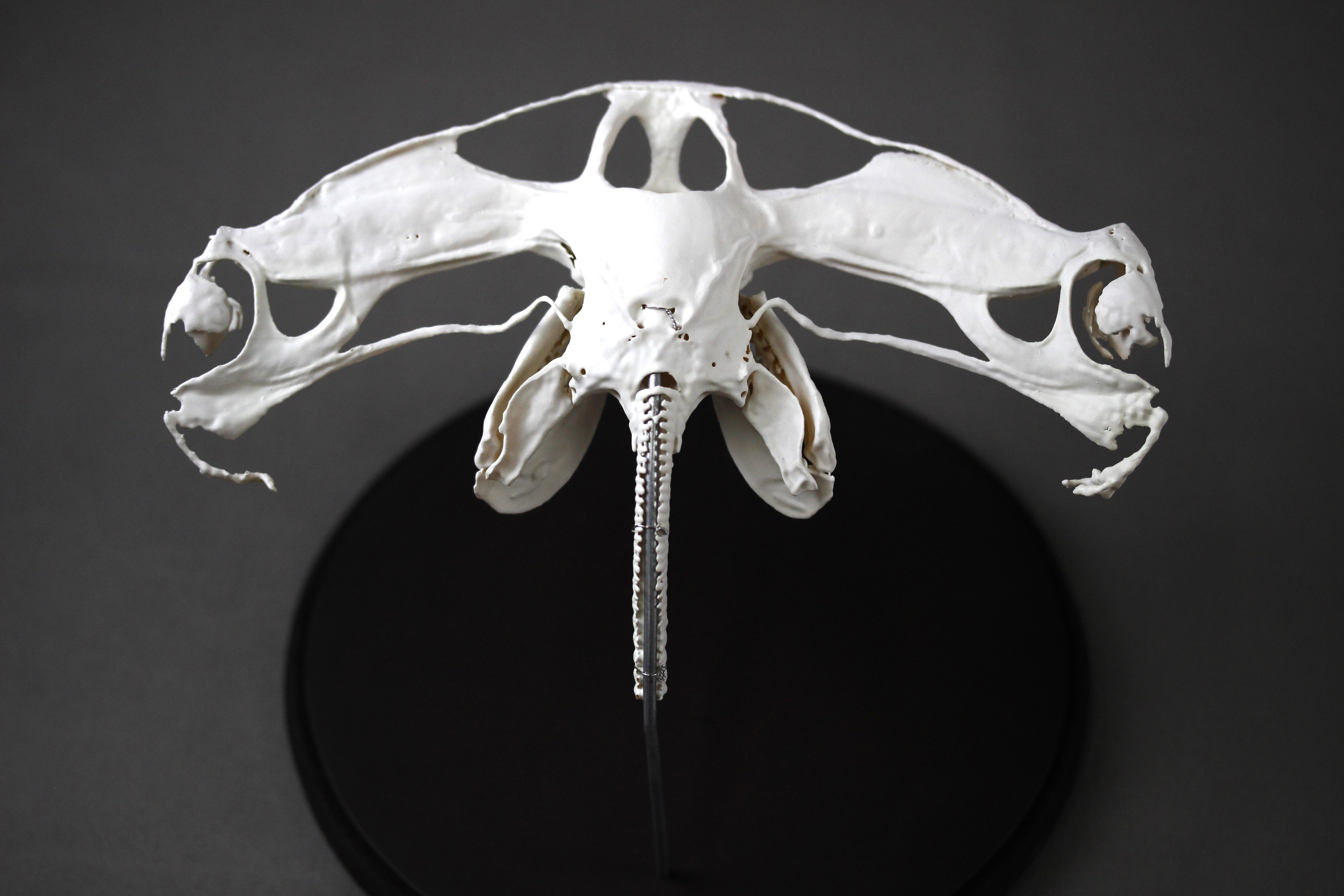 アカシュモクザメ（Sphyrna lewini）等倍頭骨レプリカ