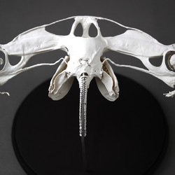 アカシュモクザメ（Sphyrna lewini）等倍頭骨レプリカ その他置物