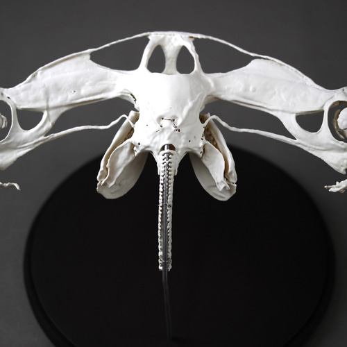 アカシュモクザメ（Sphyrna lewini）等倍頭骨レプリカ その他置物