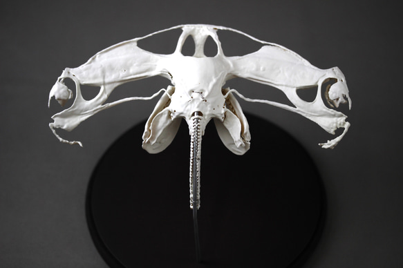 アカシュモクザメ（Sphyrna lewini）等倍頭骨レプリカ その他置物