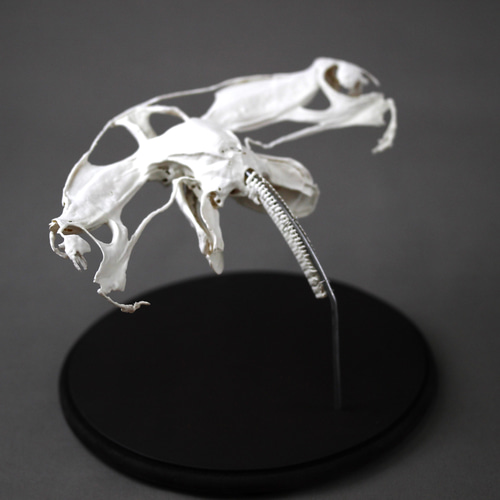 アカシュモクザメ（Sphyrna lewini）等倍頭骨レプリカ その他置物