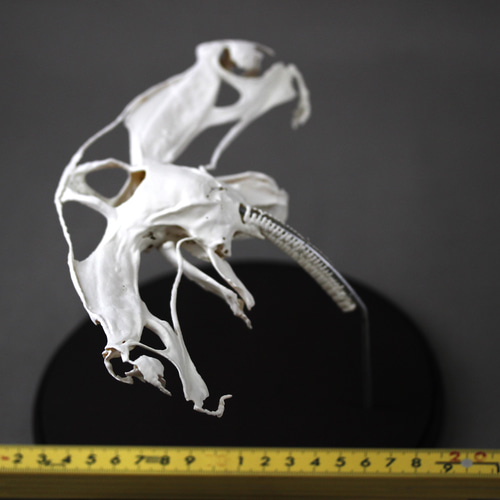 アカシュモクザメ（Sphyrna lewini）等倍頭骨レプリカ その他置物