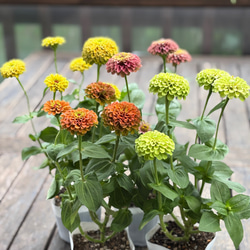 ジニア「クイーン」夏の定番 4色アンティーク色。爽やかなライム