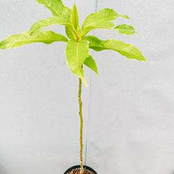 現品　キンコウボク　金厚朴　希少　24番　観葉植物　植木　インテリアグリーン 現品］☆初出品☆ 1番 キンコウボク 6号 観葉植物 屋外 珍しい