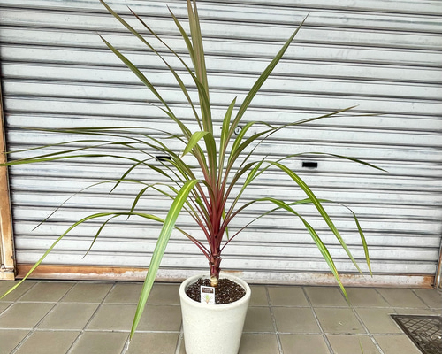 コルジリネ “オーストラリス サンダンス” VITRO 陶器鉢 その他