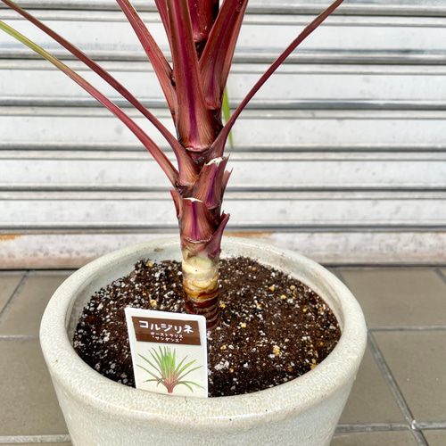 コルジリネ “オーストラリス サンダンス” VITRO 陶器鉢 その他