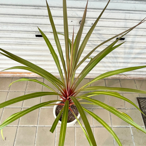 コルジリネ “オーストラリス サンダンス” VITRO 陶器鉢 その他