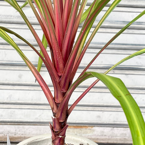 コルジリネ “オーストラリス サンダンス” VITRO 陶器鉢 その他