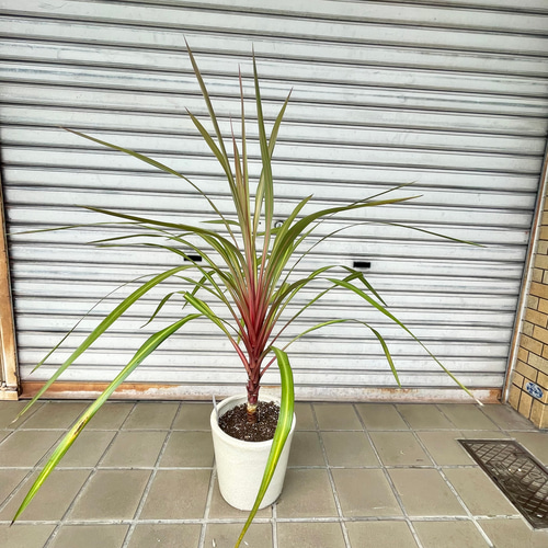 コルジリネ “オーストラリス サンダンス” VITRO 陶器鉢 その他