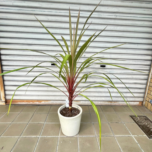 コルジリネ “オーストラリス サンダンス” VITRO 陶器鉢 その他