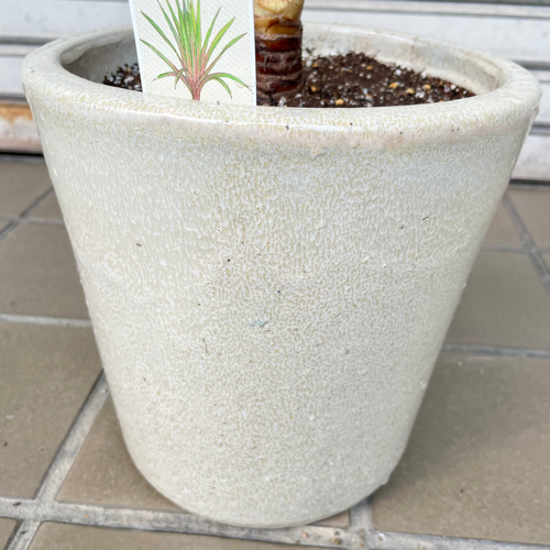 コルジリネ “オーストラリス サンダンス” VITRO 陶器鉢 その他