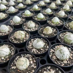 速達便で発送❣️多肉植物　コノフィツム　ブルゲリSH409  大玉2cm以上　抜き苗　4株 2枚目の画像