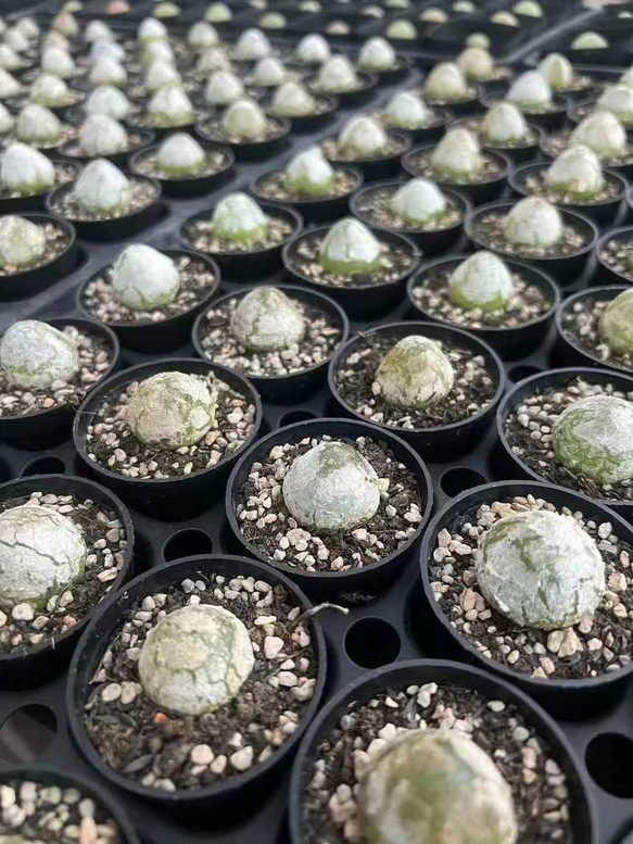速達便で発送❣️多肉植物　コノフィツム　ブルゲリSH409  大玉2cm以上　抜き苗　4株 2枚目の画像