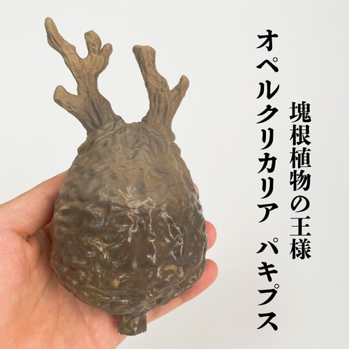 塊根植物 オペルクリカリア パキプス 特選 10株 塊根植物 オペルクリカリア パキプス 特選 10株 オペルクリ