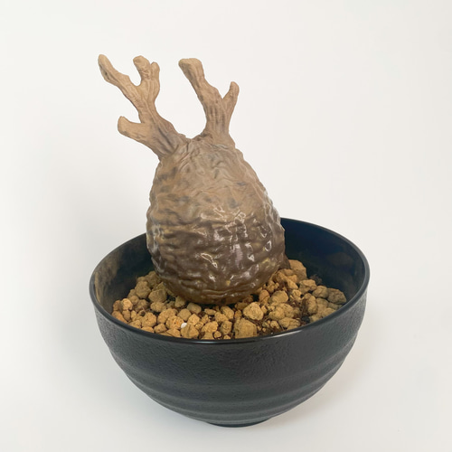 塊根植物植物の王 オペルクリカリア パキプス 自作フィギュア 置物 オペルクリカリア・パキプス「塊根植物の王様」(発根管理済) P06