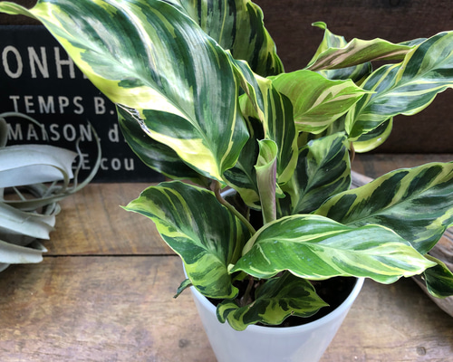 7b7b7695bd6ce5f2cb651e27037580