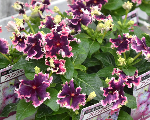 最新品種【北島園芸さん】ニチニチソウ「アンティークチュチュ」フリル