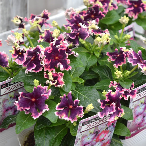 ヴェネチアン 花入 美品 Henry Dean(ヘンリーディーン)/Joe ヴェロニカ | 青山フラワー