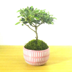 POTOCO クチナシ 陶器鉢 植物鉢 植物 観葉植物 可愛い 豆盆栽 盆栽 苔 POTOCO クチナシ 陶器鉢 植物鉢 植物 観葉植物 可愛い 豆盆栽