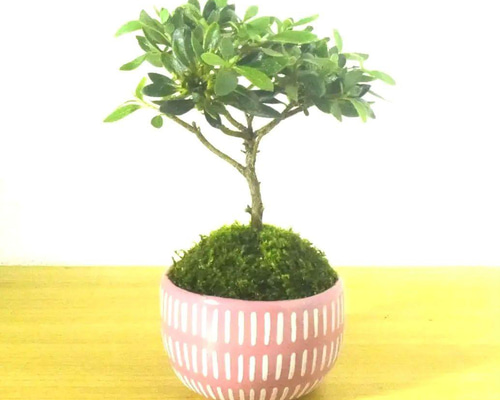 POTOCO 早乙女 さつき 陶器鉢 植物 盆栽 ピンク 鉢 観葉植物