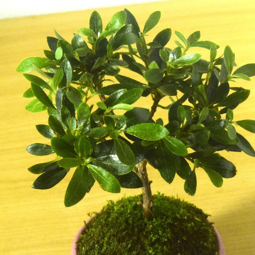 POTOCO 早乙女 さつき 陶器鉢 植物 盆栽 ピンク 鉢 観葉植物