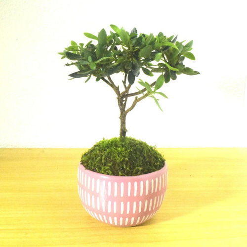 葵花口釉盆 多肉植物鉢 紫砂鉢 盆栽鉢 植木鉢 小品盆栽鉢 大品盆栽鉢 四方鉢 紫砂の鉢 盆栽鉢 植木鉢 小品盆栽鉢 大品盆栽鉢