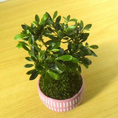 クトウテン　鉢のみ　植物はつきません POTOCO 早乙女 さつき 陶器鉢 植物 盆栽 ピンク 鉢 観葉植物