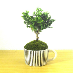 POTOCO クチナシ 陶器鉢 植物鉢 植物 観葉植物 可愛い 豆盆栽 盆栽 苔 POTOCO クチナシ 陶器鉢 植物鉢 植物 観葉植物 可愛い 豆盆栽