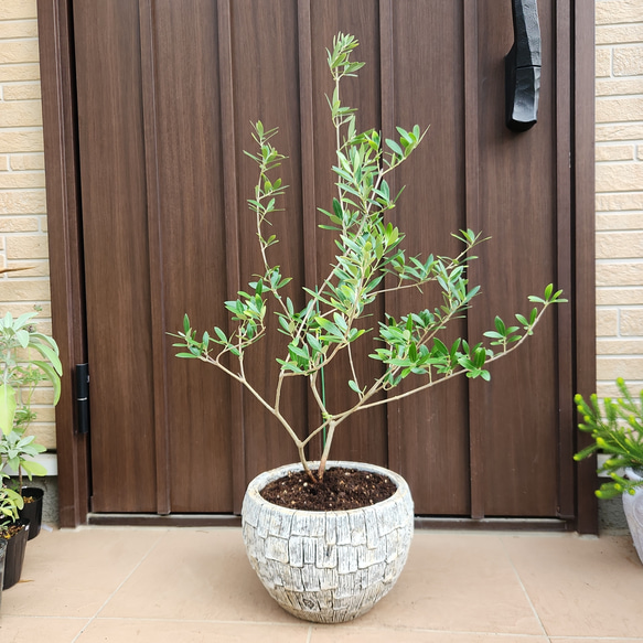 オリーブ ネバディロブランコ デザインテラコッタ鉢植え 苗木 シンボル