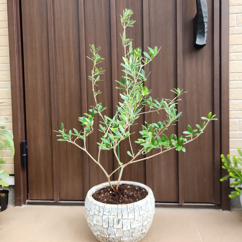オリーブ ネバディロブランコ デザインテラコッタ鉢植え 苗木 オリーブ