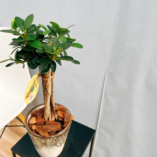 現品］【希少】A2 パンダガジュマル 観葉植物 レア 室内 接木