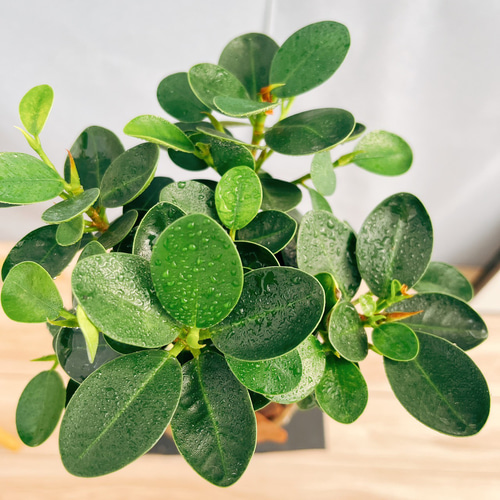 現品］【希少】A2 パンダガジュマル 観葉植物 レア 室内 接木