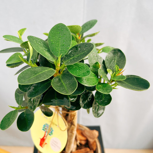［現品］【希少】※売約済※14番　パンダガジュマル　7号　観葉植物　室内　レア 現品］【希少】パンダガジュマル 8号 観葉植物 室内 レア ゴムの