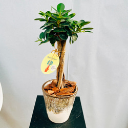［現品］7番　モンステラ　デリシオーサ　幹上がり　7号　八丈島産　観葉植物　室内 現品］20-7 モンステラ デリシオーサ 幹上がり 7号 八丈島産