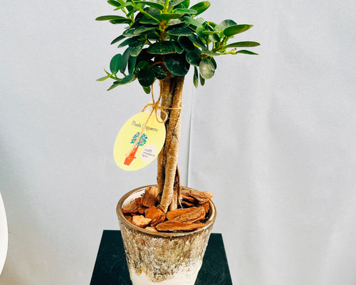 現品］【希少】A2 パンダガジュマル 観葉植物 レア 室内 接木