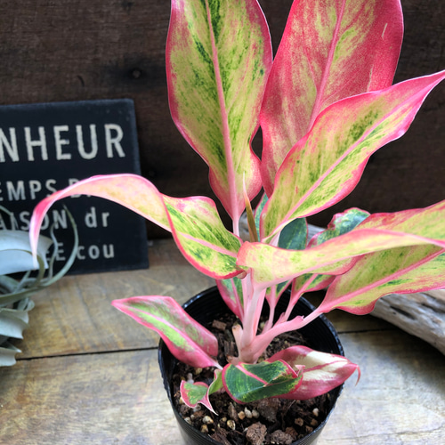 激レア　アグラオネマ　Aglaonema サイアムオーロラ アグラオネマ サイアム オーロラ 斑入 「Aglaonema Siam Aurora