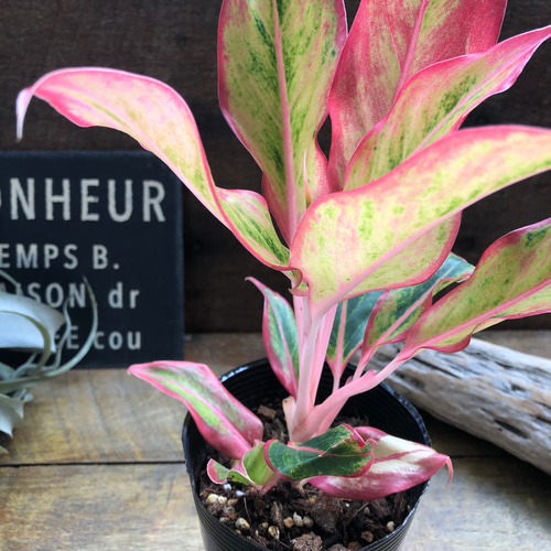 サイアムオーロラオレンジ♡アグラオネマ♡観葉植物♡希少 アート