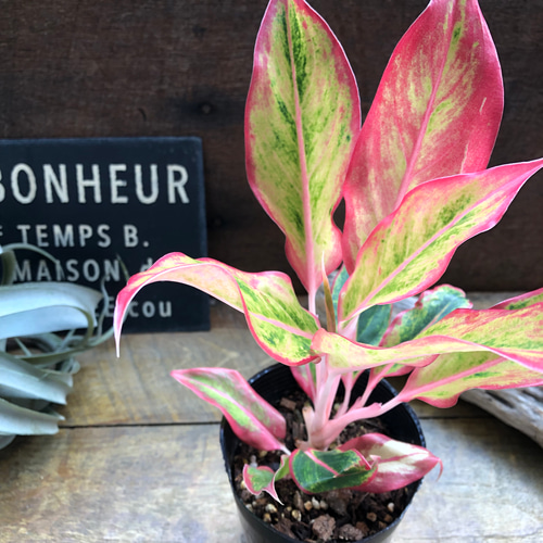 サイアムオーロラオレンジ♡アグラオネマ♡観葉植物♡希少 アート